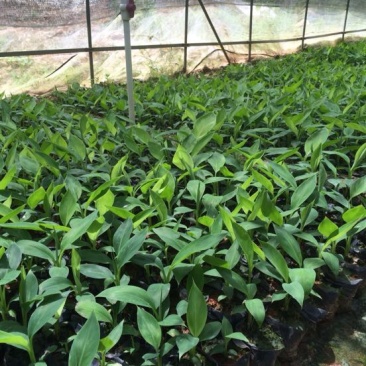 红香蕉苗一级良种1~2年