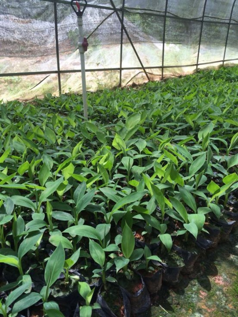 红香蕉苗一级良种1~2年