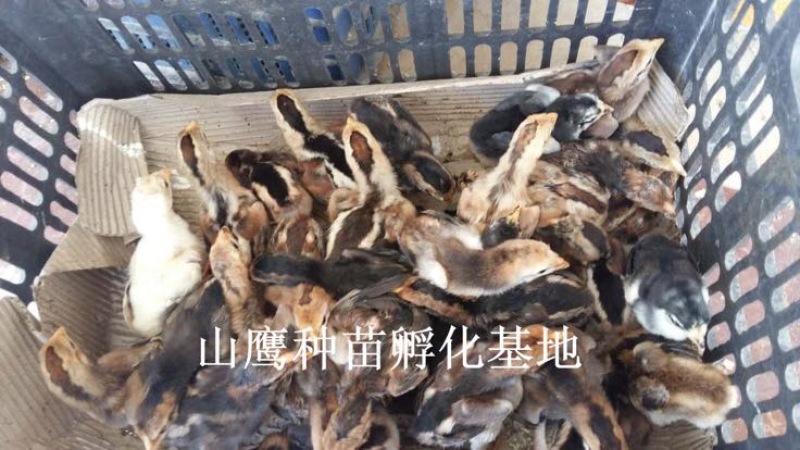 斗鸡苗出壳苗70~90克通货