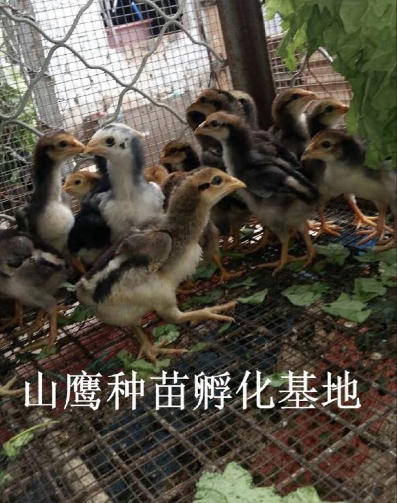 斗鸡苗出壳苗70~90克通货
