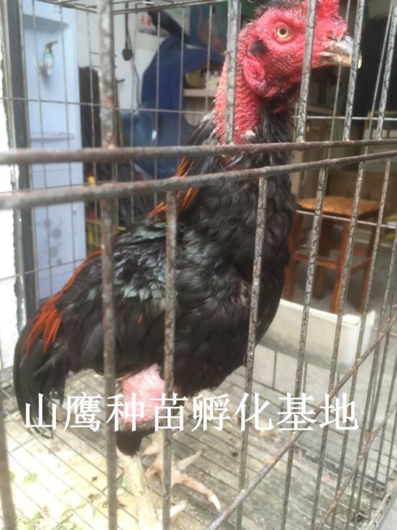 斗鸡苗出壳苗70~90克通货