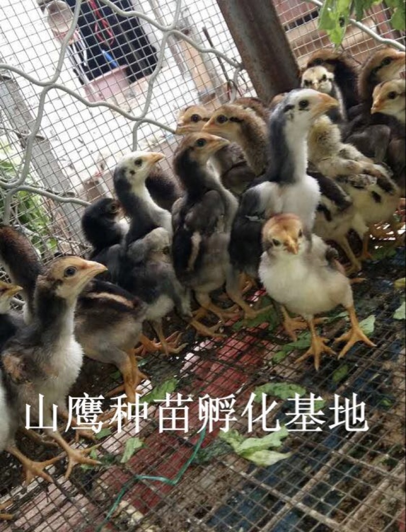 斗鸡苗出壳苗70~90克通货