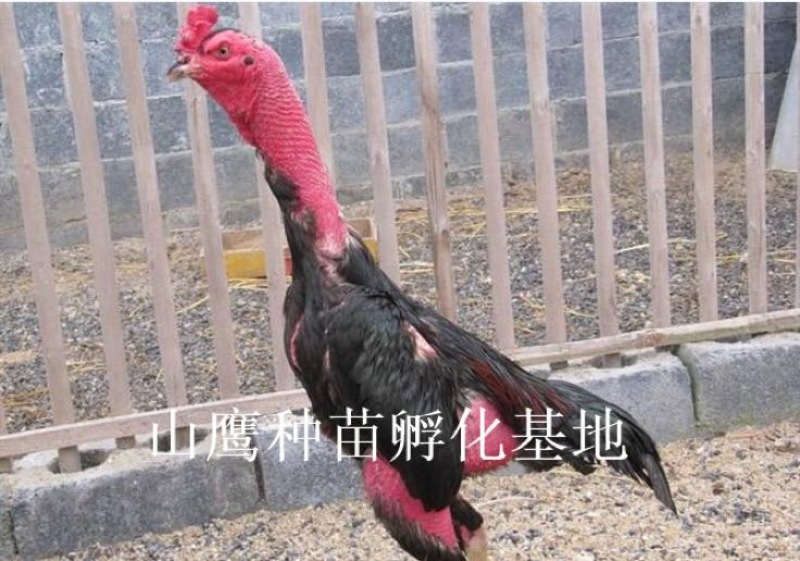 斗鸡苗出壳苗70~90克通货
