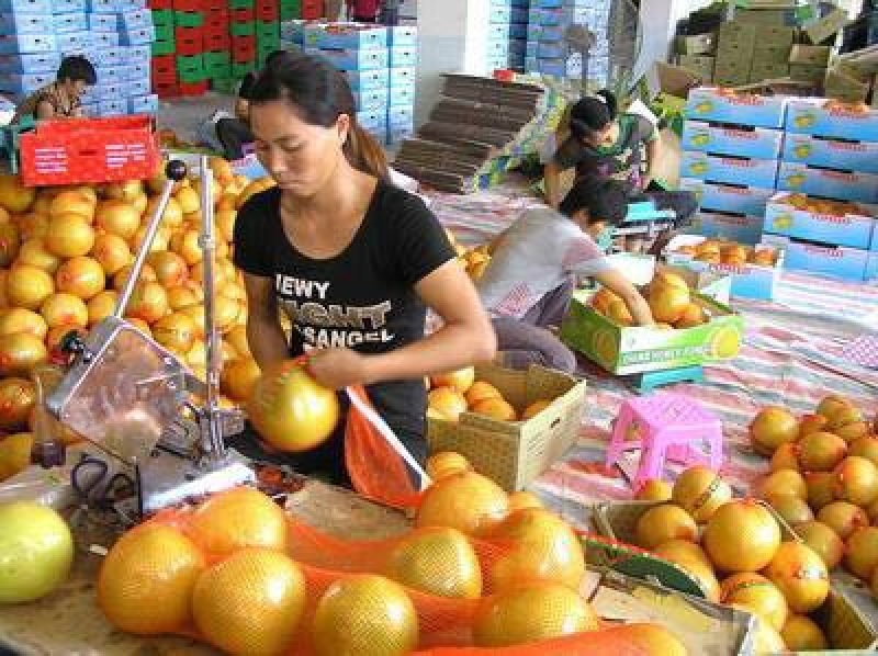 平和蜜柚红心蜜柚三红柚落地配一件代发新鲜水果
