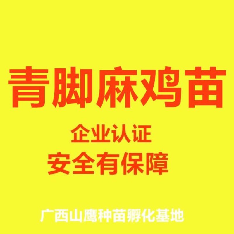 青脚麻鸡苗