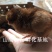 青脚麻鸡苗