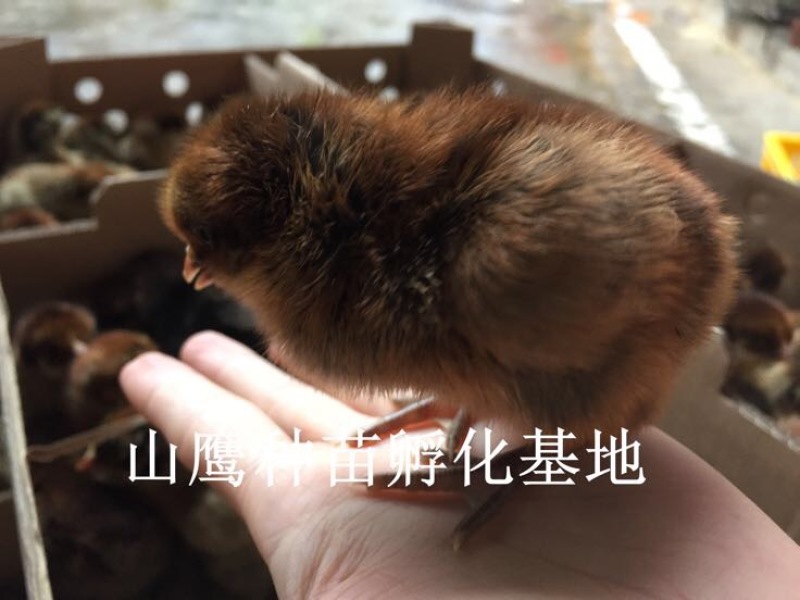 青脚麻鸡苗
