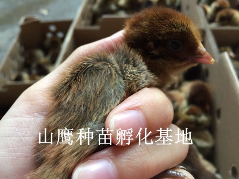 青脚麻鸡苗