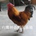 青脚麻鸡苗
