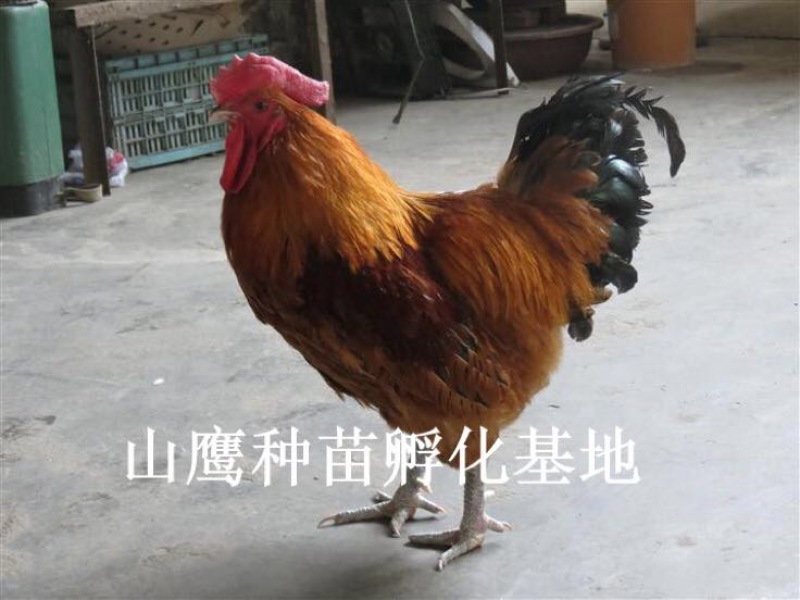 青脚麻鸡苗