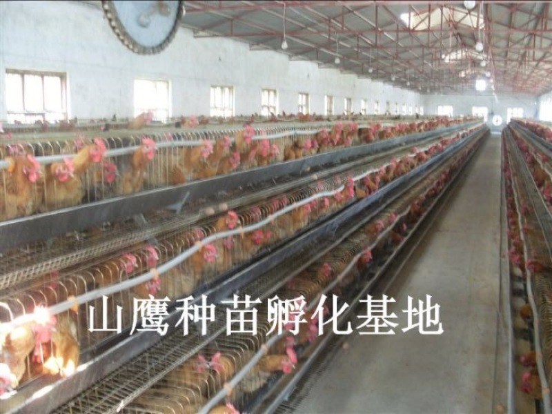 青脚麻鸡苗