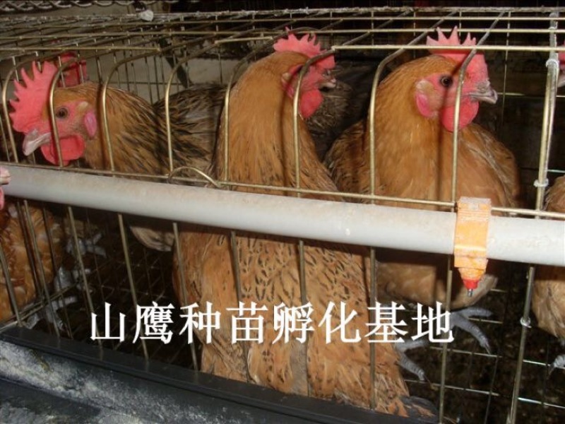 青脚麻鸡苗