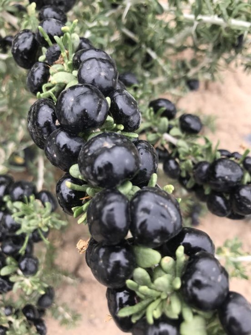 黑枸杞干货头茬