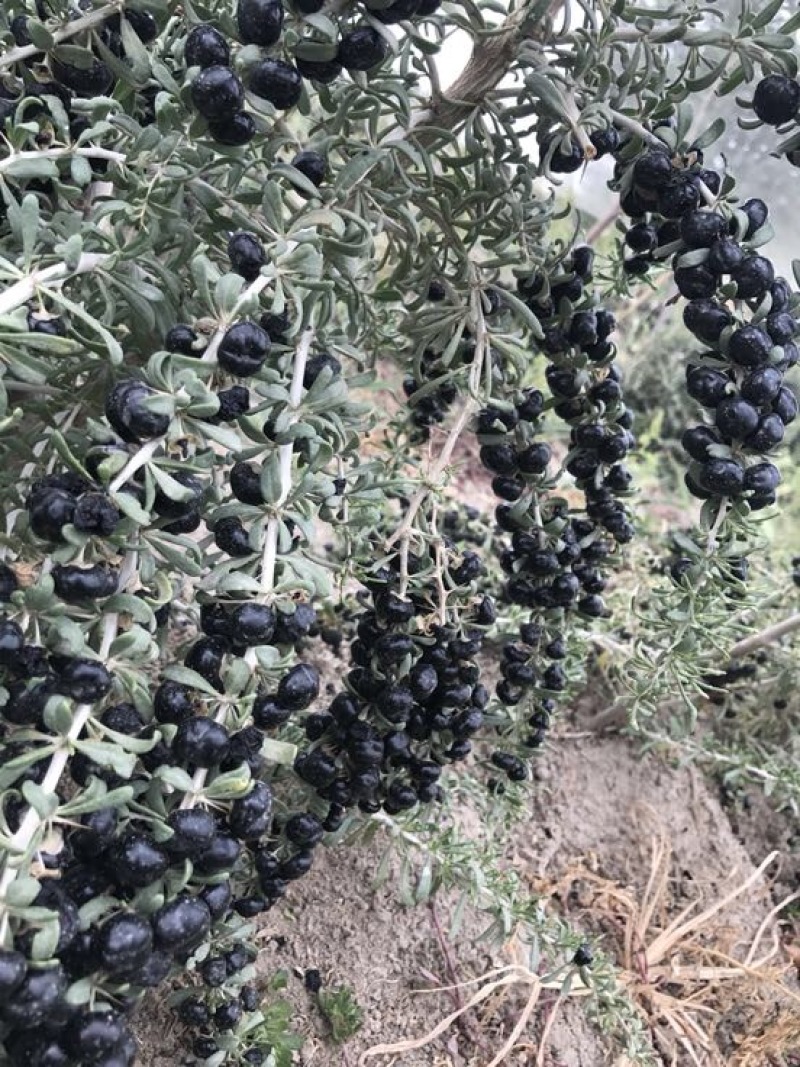 黑枸杞干货头茬