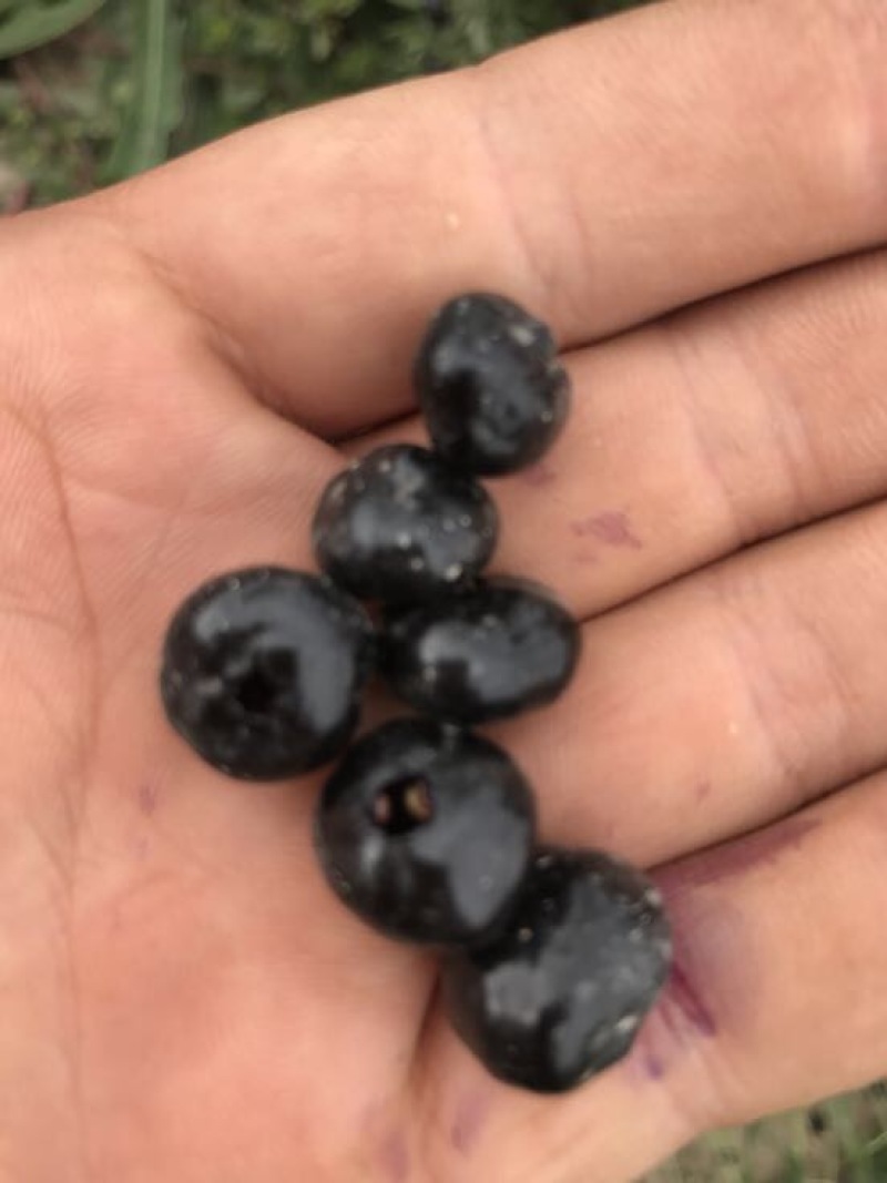 黑枸杞干货头茬