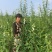 芝麻叶中叶