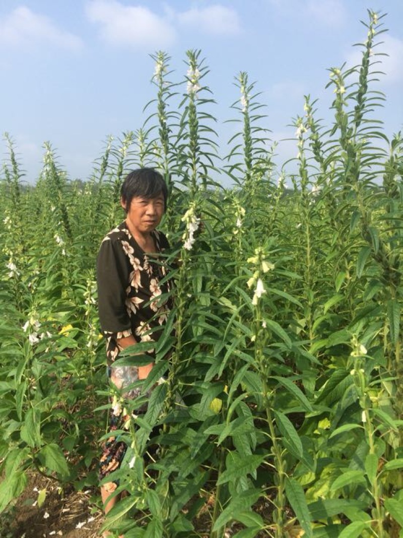 芝麻叶中叶
