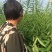 芝麻叶中叶