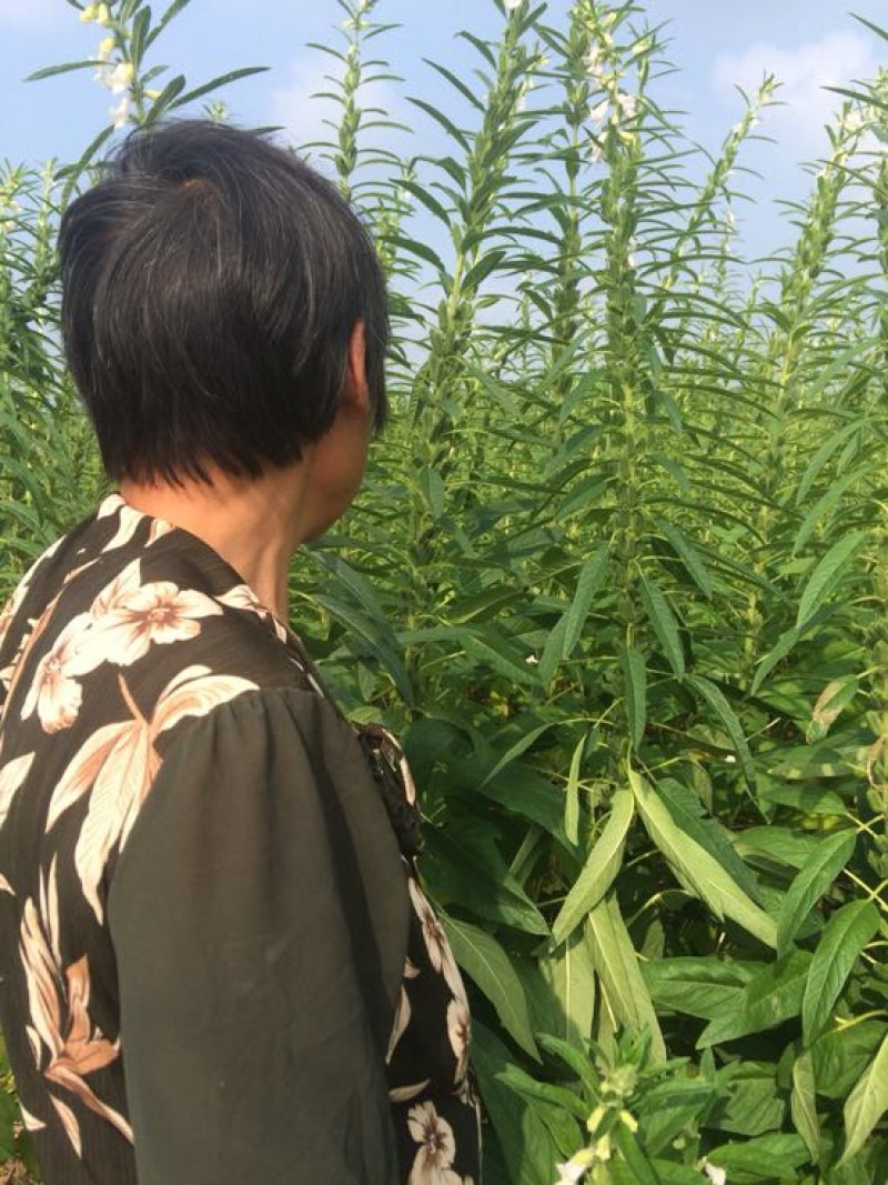 芝麻叶中叶