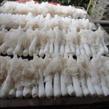 长裙竹荪一级