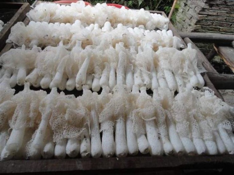 长裙竹荪一级