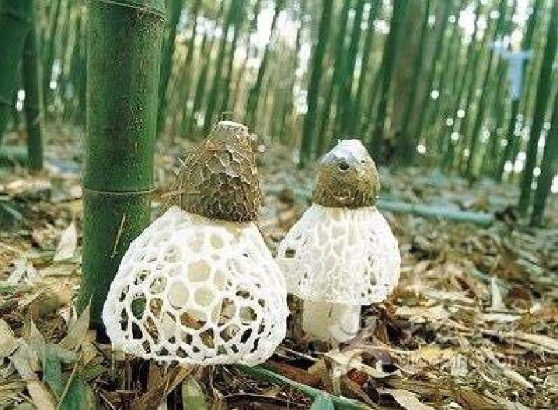 长裙竹荪一级