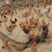 鸡苗60~70克脱温苗通货