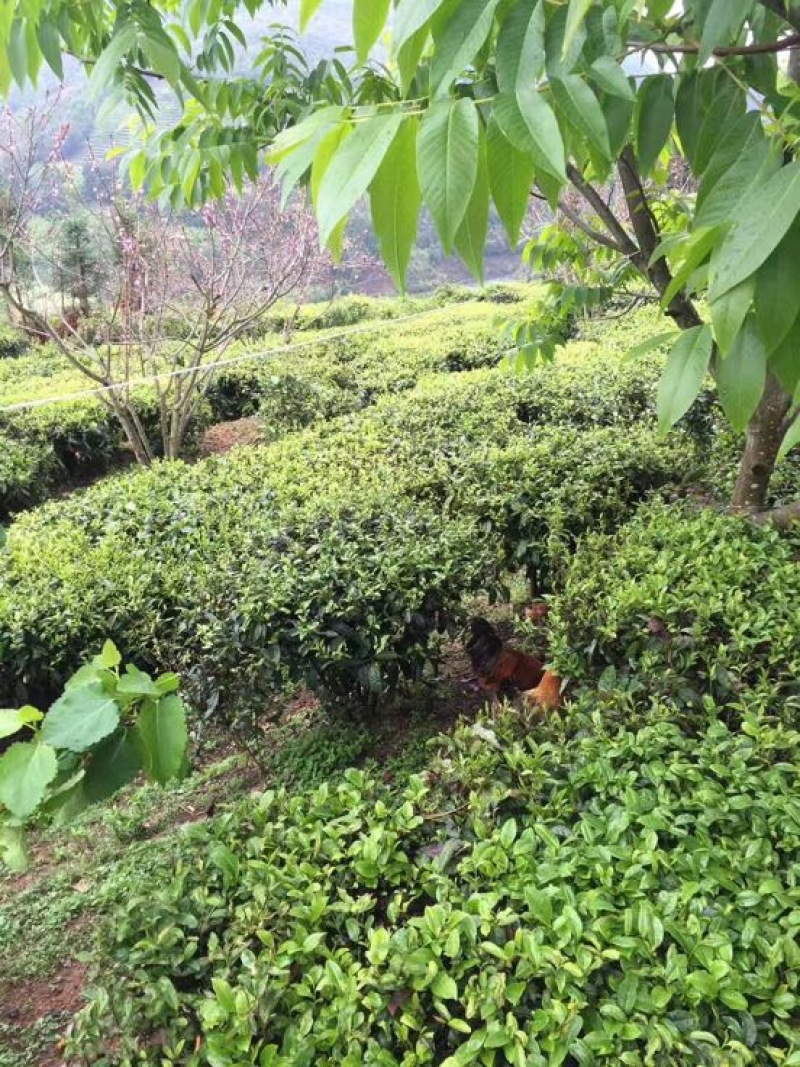 普洱茶一级