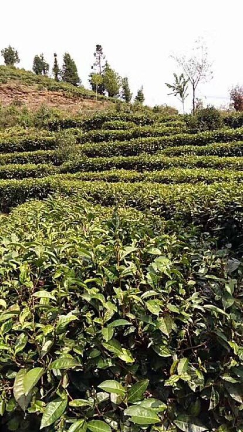 普洱茶一级
