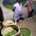 普洱茶一级