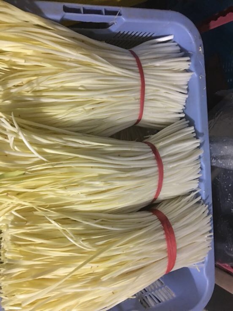 杭州本地精品韭黄二茬40~50公分