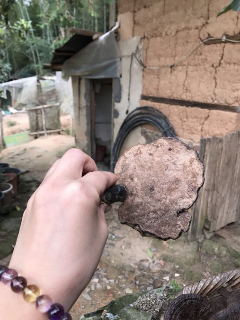 黑灵芝15~18公分