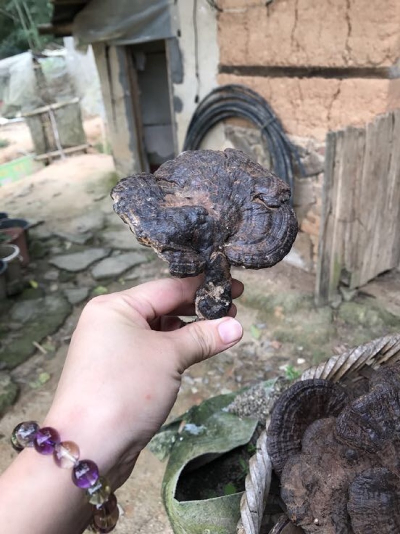 黑灵芝15~18公分