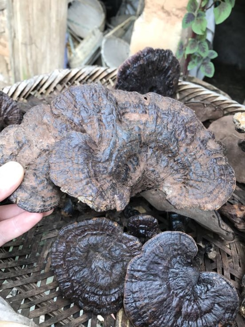 黑灵芝15~18公分