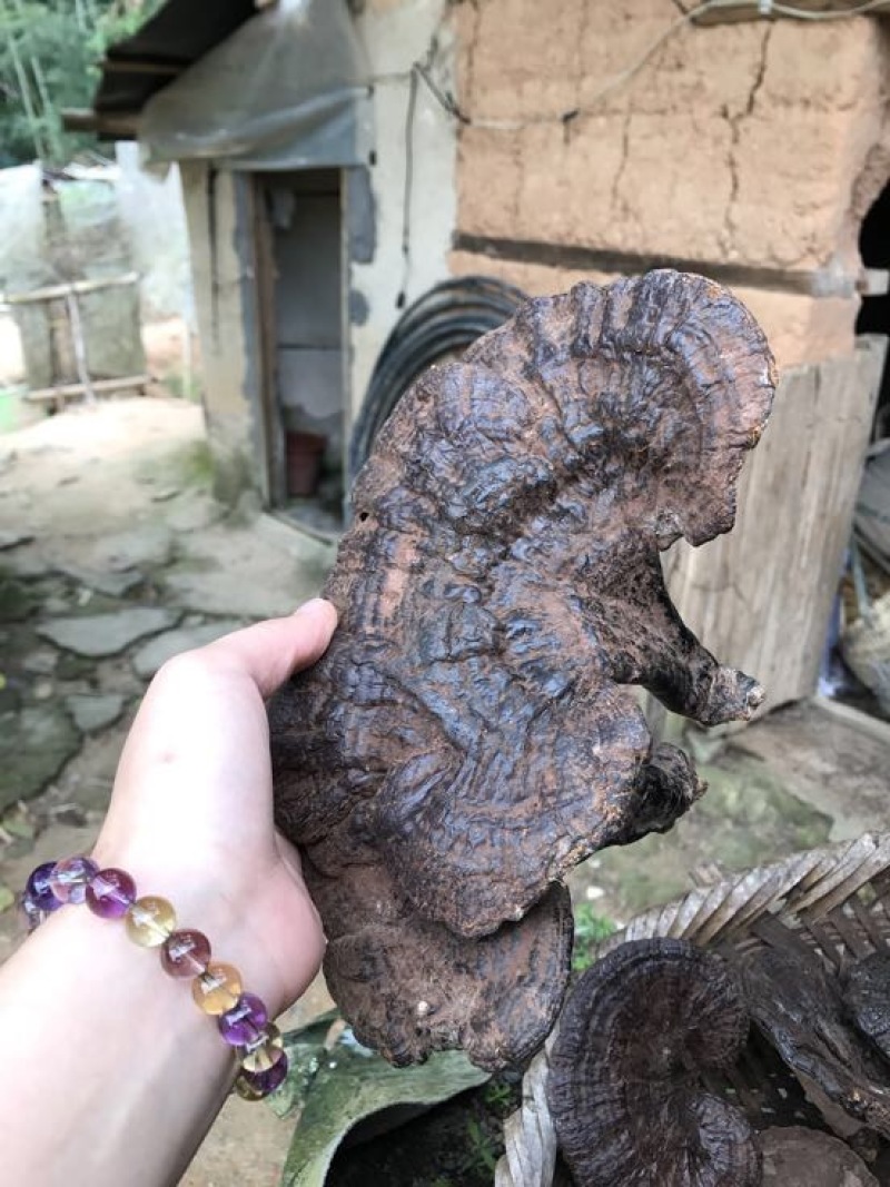黑灵芝15~18公分