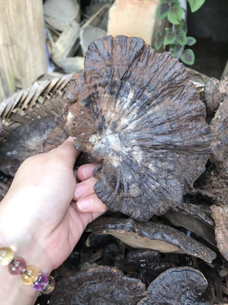 黑灵芝15~18公分