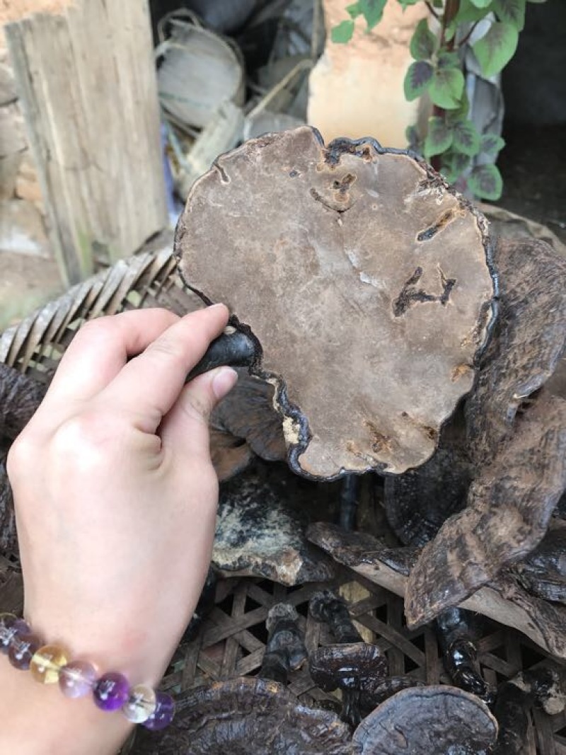 黑灵芝15~18公分