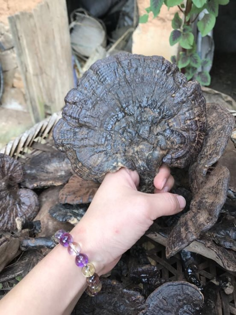 黑灵芝15~18公分