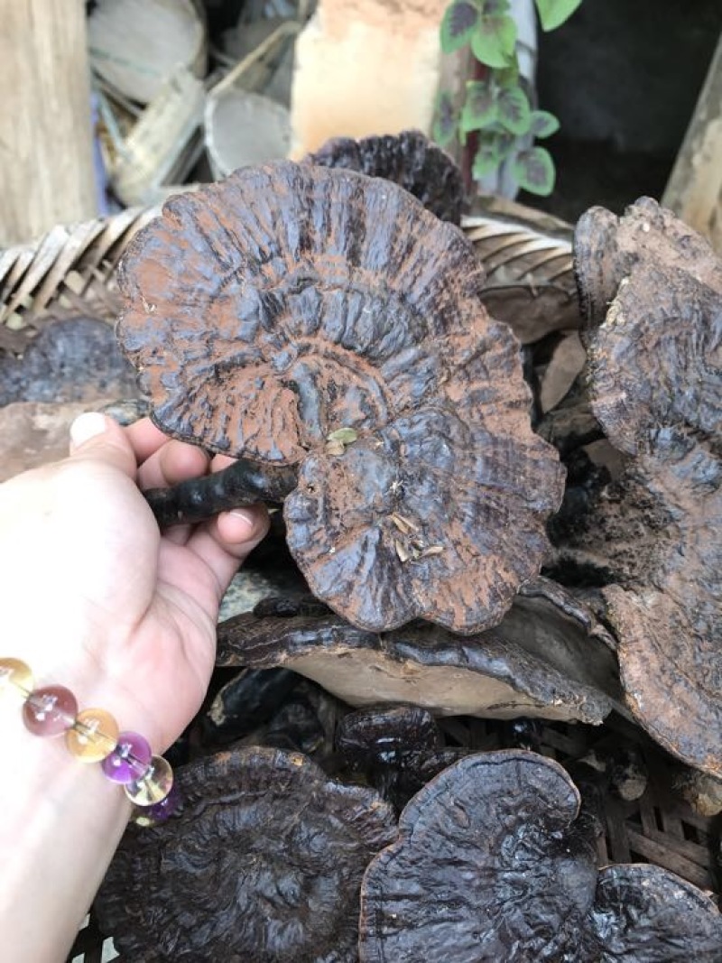 黑灵芝15~18公分