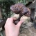 黑灵芝15~18公分