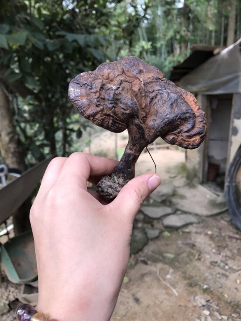 黑灵芝15~18公分