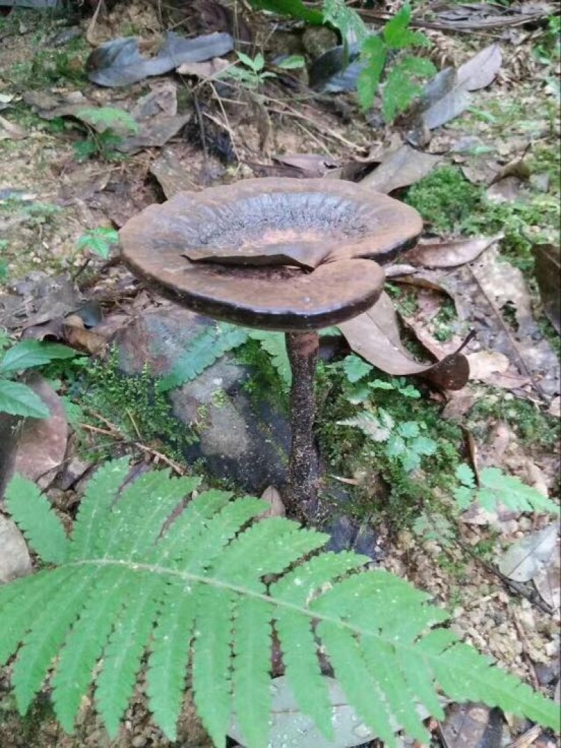 黑灵芝15~18公分