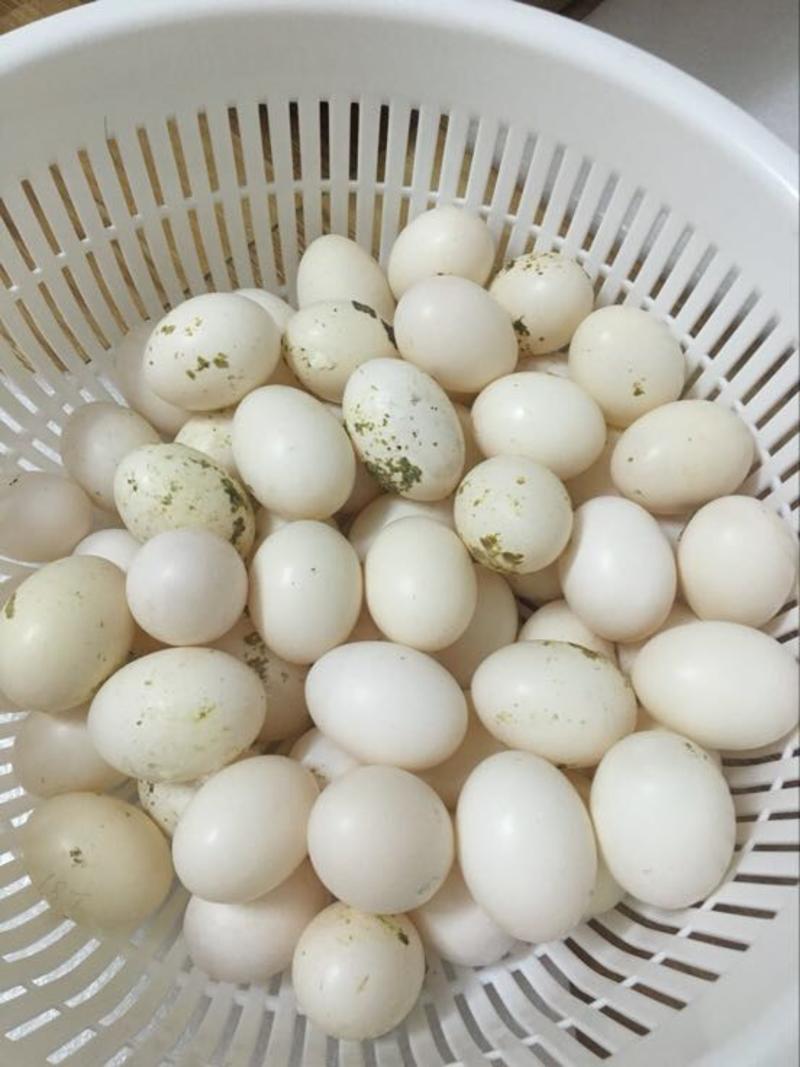 新鲜鸽子蛋适合小孩子孕妇美容养颜