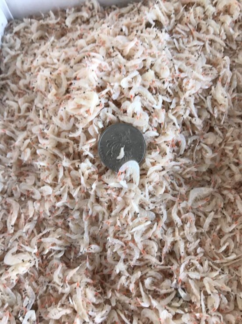 虾皮三级