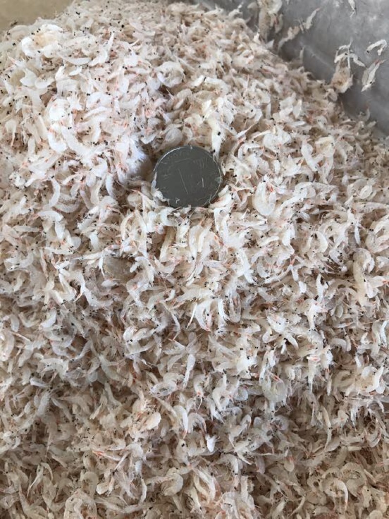 虾皮三级
