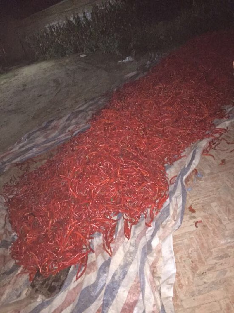 山西忻州鲜辣椒15~20厘米红中辣大量供应产地直发