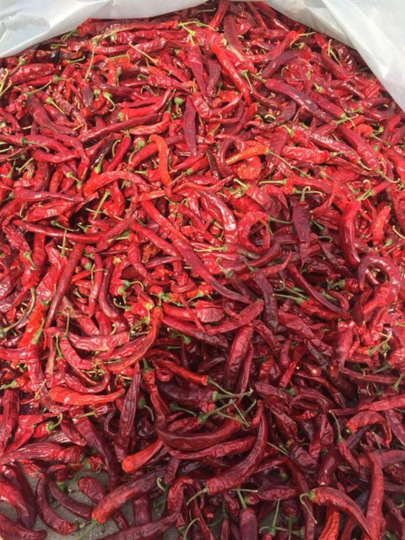 山西忻州鲜辣椒15~20厘米红中辣大量供应产地直发