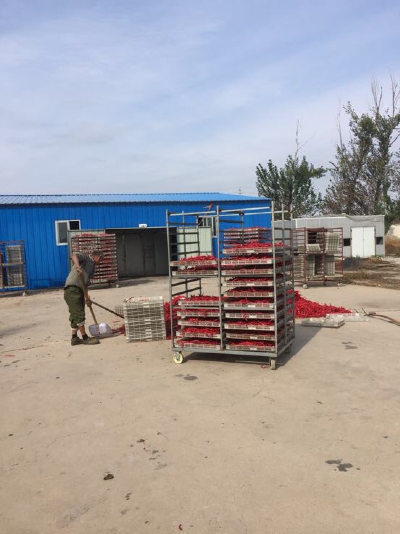 山西忻州鲜辣椒15~20厘米红中辣大量供应产地直发