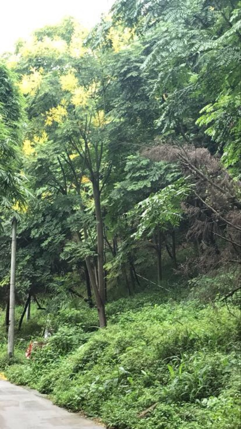 栾树20cm以上16~18cm4米以上