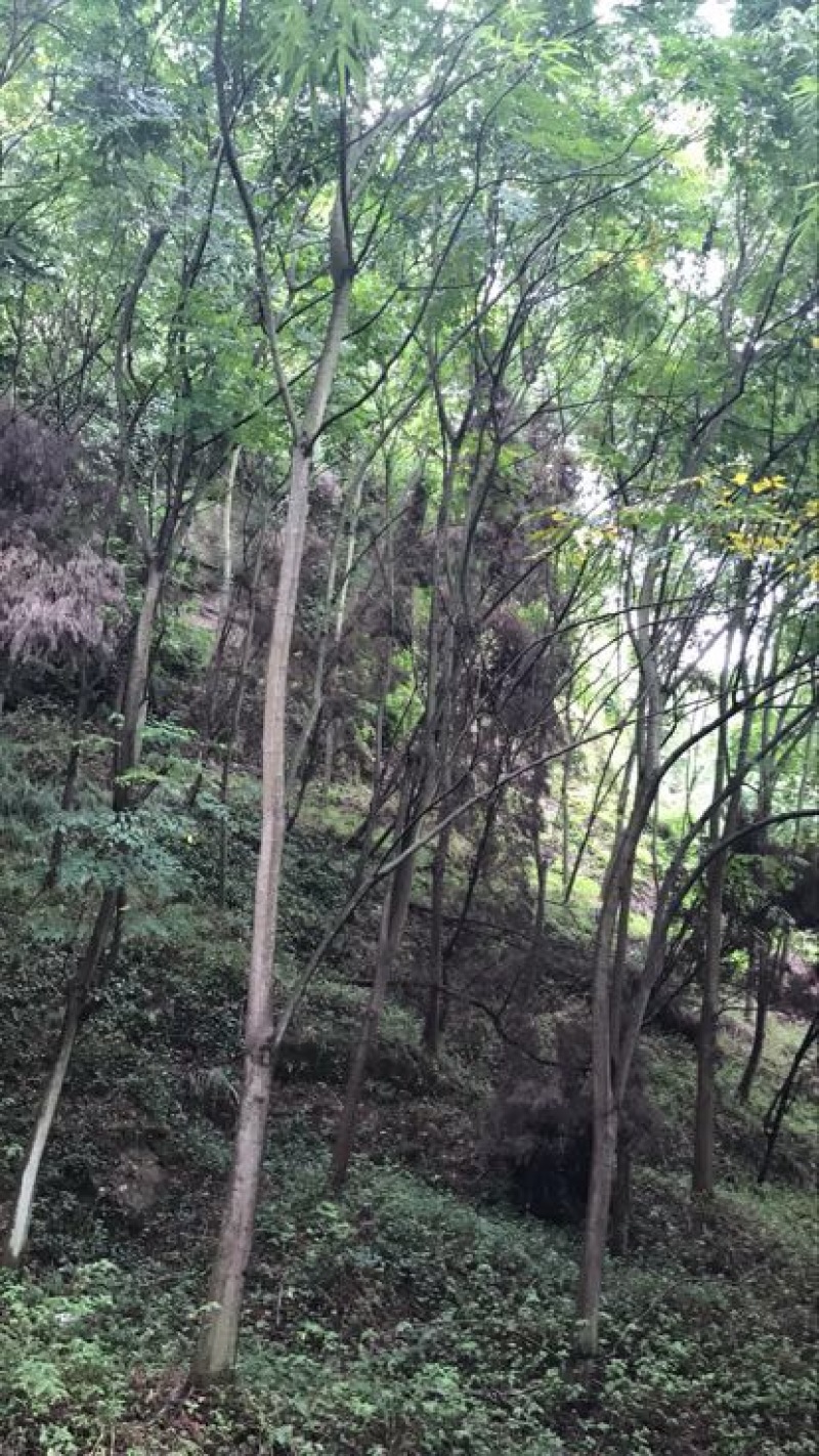 栾树20cm以上16~18cm4米以上